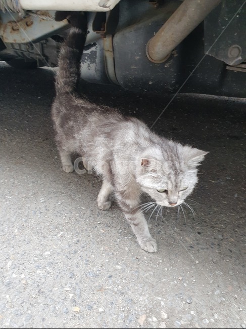 고양이,회색고양이,길냥이,도로,차밑,낯가림