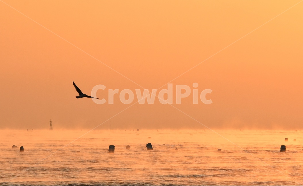 갈매기,바다,해무,물안개,강양항,일출,겨울,자연,풍경,nature,landscape,동물,animal,조류,새,birds,실루엣,그림자,silhouette,shadow,bird,flying,나는