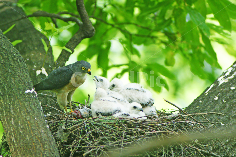 붉은배새매,맹금류,조류,천연기념물,육추,동물,animal,조류,새,birds