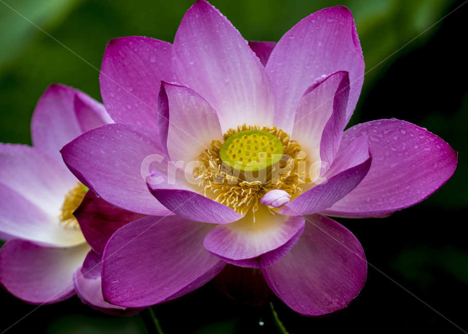 연꽃,여름꽃,불교,홍연,식물,식물,자연,plants,nature,꽃,flower