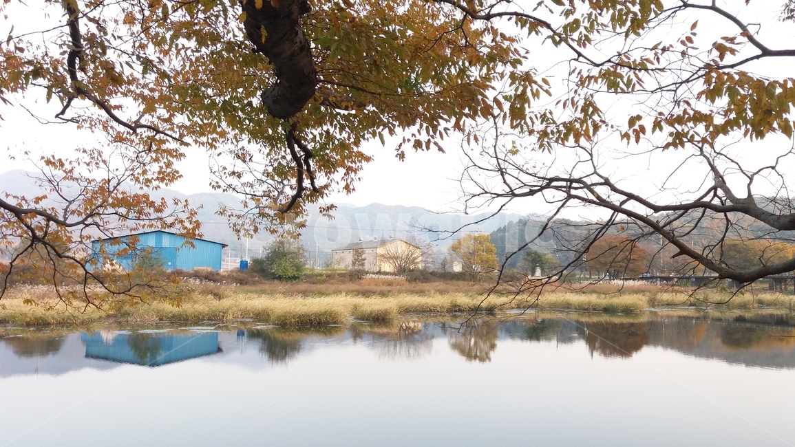 가을,화순,연둔리숲정이,나무,강