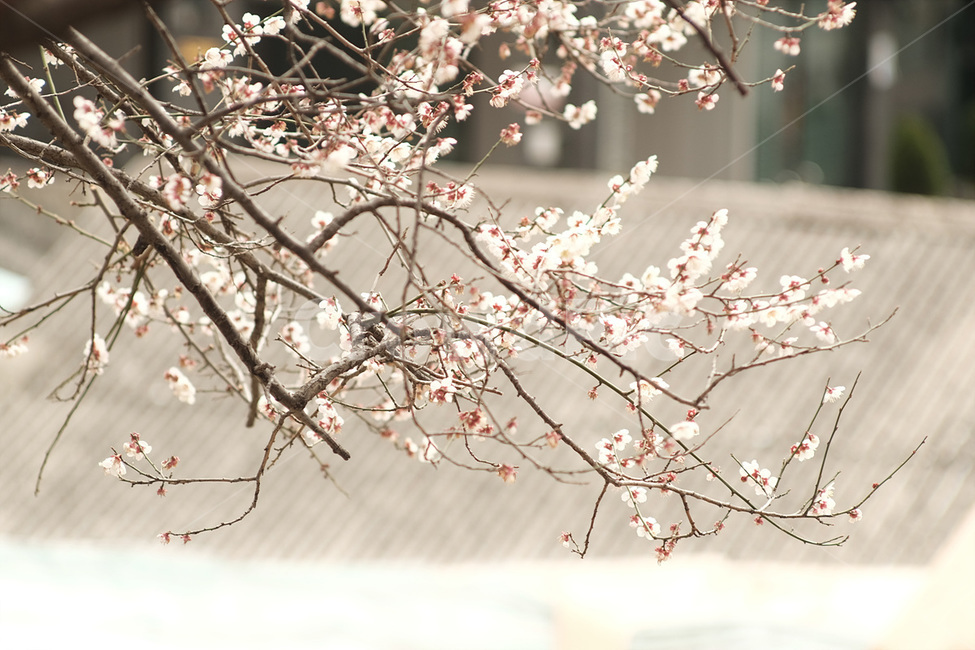 자연,매화,꽃,봄,매화꽃,spring,flower,nature,식물,plant,봄,계절,spring,season,식물,자연,plants,nature,꽃,flower,blossom,cherry blossom,벚꽃