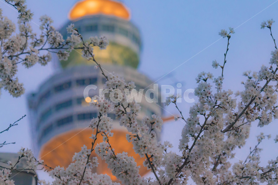 우방타워랜드,이월드,벚꽃,해질녘,개화,cherryblossom