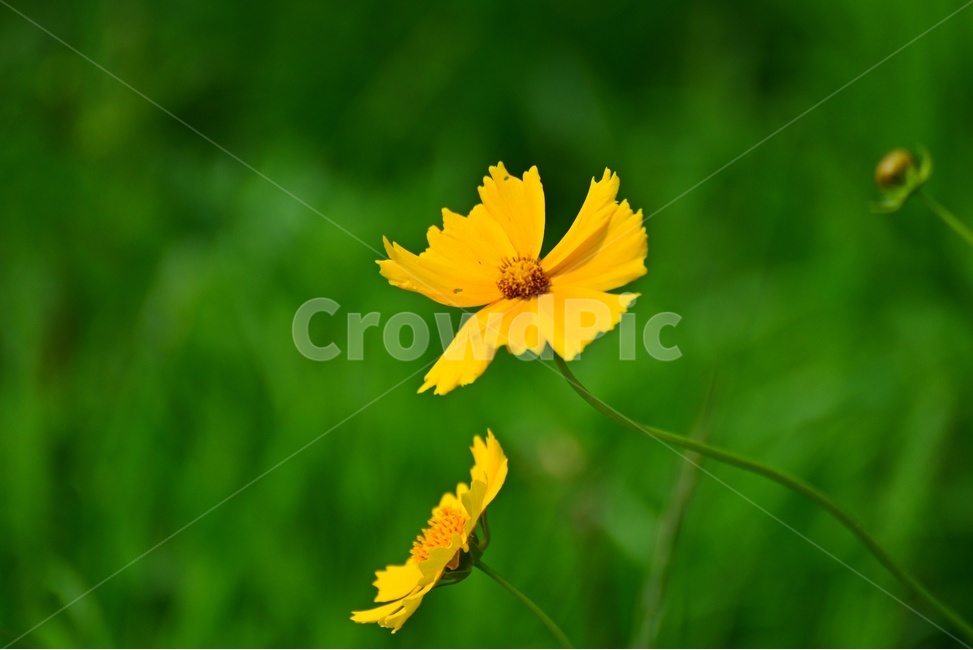 blossom,flower,꽃,plant,식물,금계국