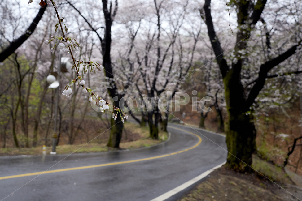 벚꽃,봄꽃,벚꽃터널,봄의전령사,벚꽃군락,벚나무,봄,계절,spring,season,자연,풍경,nature,landscape,plant,식물,asphalt,아스팔트,flower,꽃,blossom