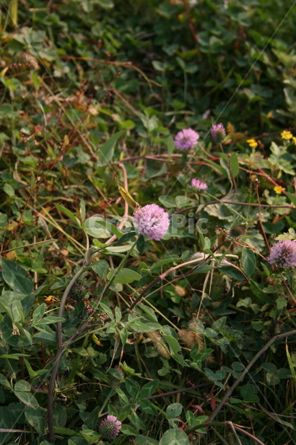 꽃,flower,식물,plant,분홍꽃