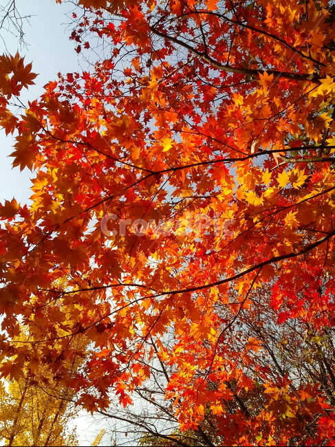 낙엽,단풍,落葉,leaves,나뭇잎,단풍나무,식물,maple,낙엽활엽관목,잎,계절,가을,자연,풍경,outdoors,옥외,fallautumnseason,naturelandscape,풍경사진,가을,계절,fall,autumn,season,leaf,plant,tree,나무