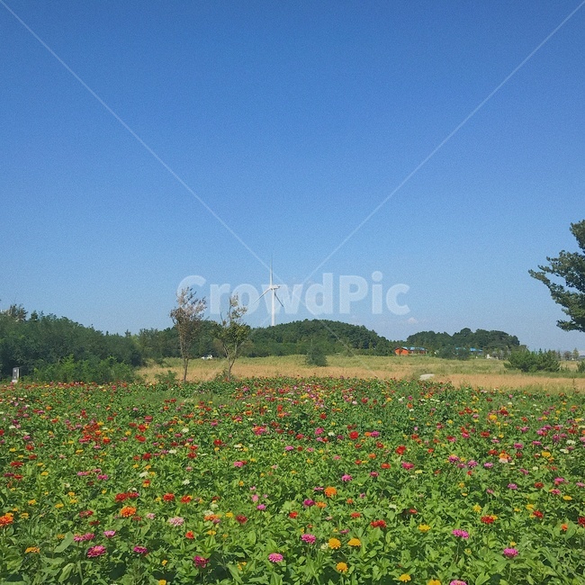 풍경,하늘,꽃,풍력발전기,꽃밭,자연,풍경,nature,landscape,field,들,outdoors,옥외,grassland,목초지,plant,식물