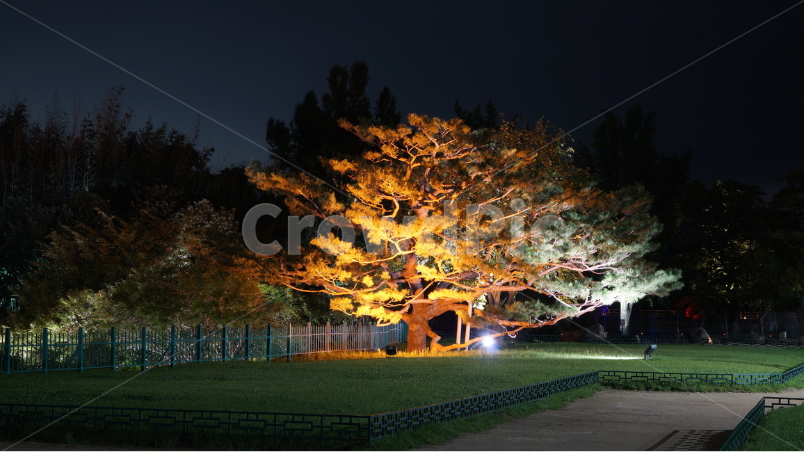 야경,유적지,문화유적지,고궁,풍경,야경,밤,풍경,nightscape,night,landscape,식물,자연,plants,nature,나무,trees,wood,grass,잔디,plant,tree