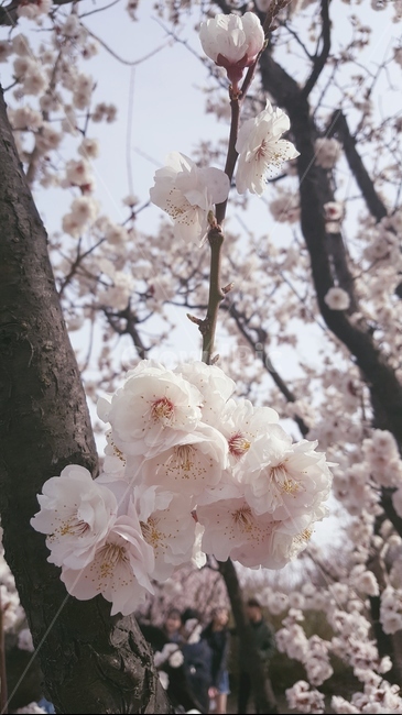 벚꽃,cherryblossom,식물,plant,flower,꽃,blossom,분홍꽃,분홍색꽃,pinkflowers,식물,자연,plants,nature,꽃,flower