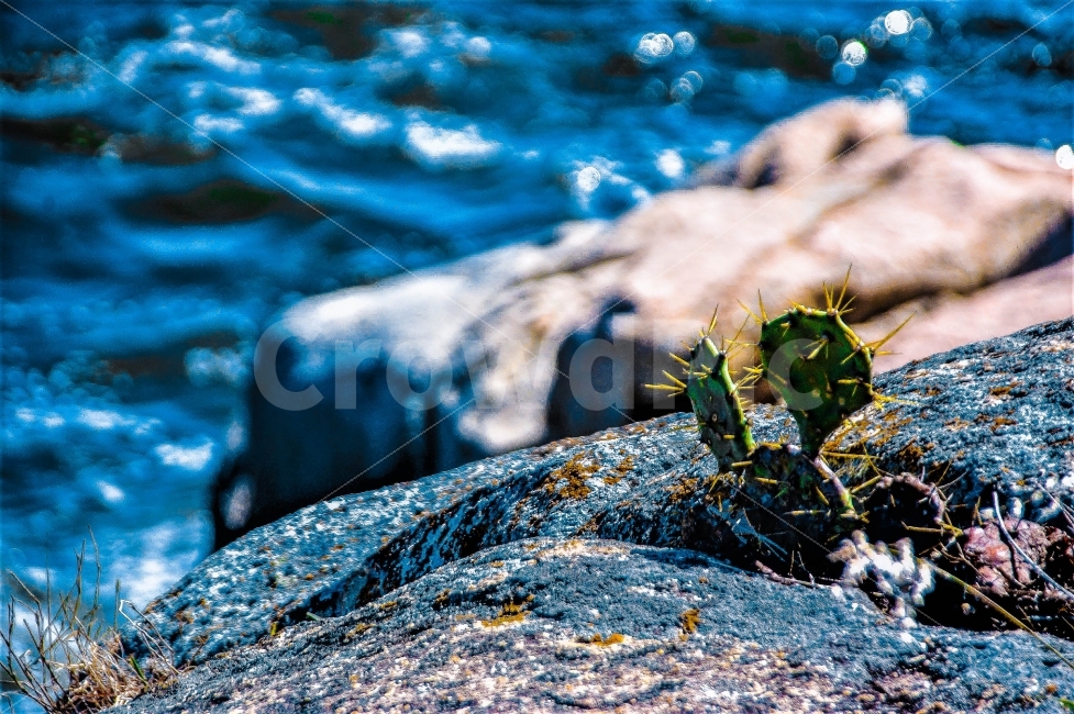 홍콩,칭차우섬,바위,위의,홀로,선,선인장,식물,자연,plants,nature,색깔,색상,색채,색감,color sense,color sensitivity,feeling of color