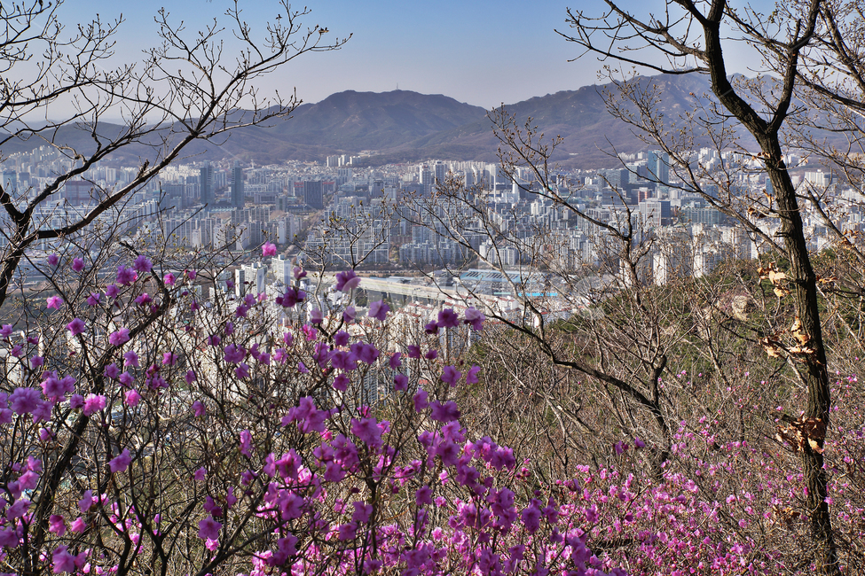 모락산,의왕시,안양시,도심풍경,경기도,도시,진달래