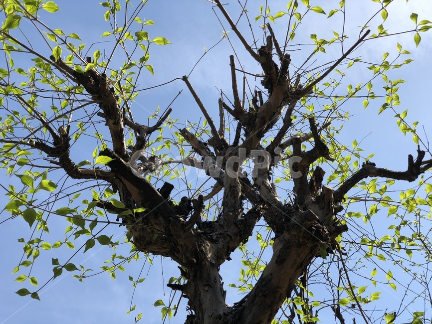 나무,하늘,새싹,푸른하늘,풍경,자연,sky,tree