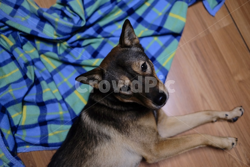 진돗개,재구,실내견,강아지,진도개,동물,animal,포유류,mammal,개,강아지,dog,doggy