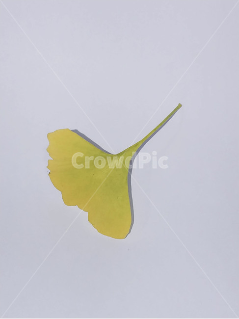 단풍잎,나뭇잎,가을,잎,낙엽,식물,autumn,leaf,leaves,maple,fall,plant,계절,season,가을,계절,fall,autumn,season,식물,자연,plants,nature