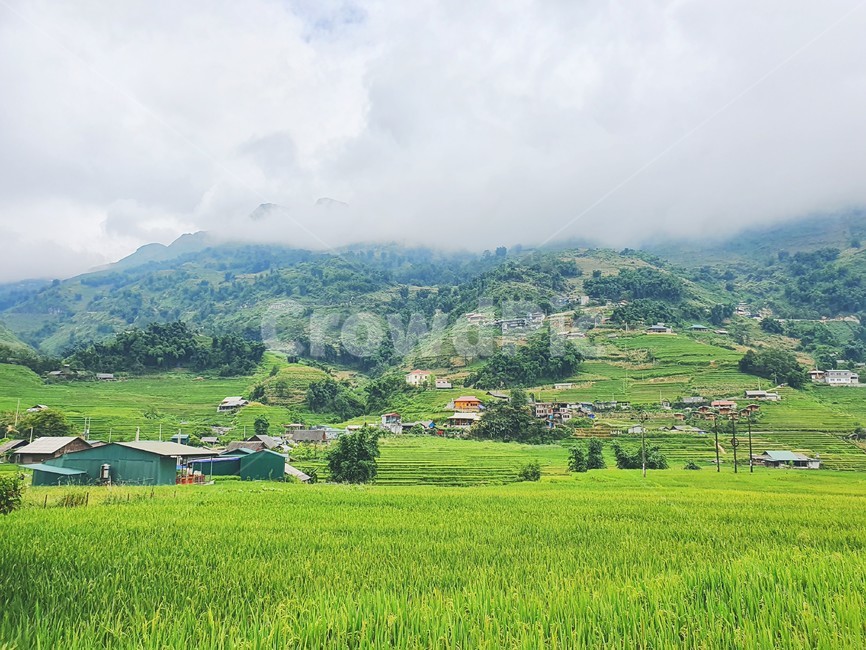 자연,들,경치,풍경,베트남,사파,밭,고산지대,nature,outdoors,목초지,field,paddyfield,자연,풍경,nature,landscape,옥외,grassland,paddy field,패디 필드