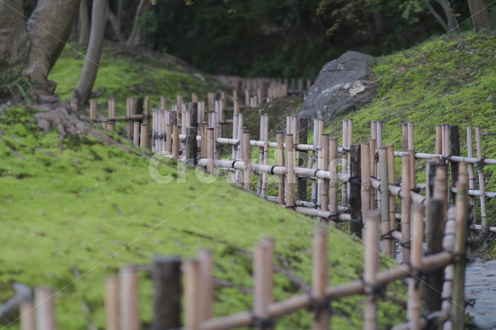 nature,자연,산책,초록,green,대나무,길,공원,park