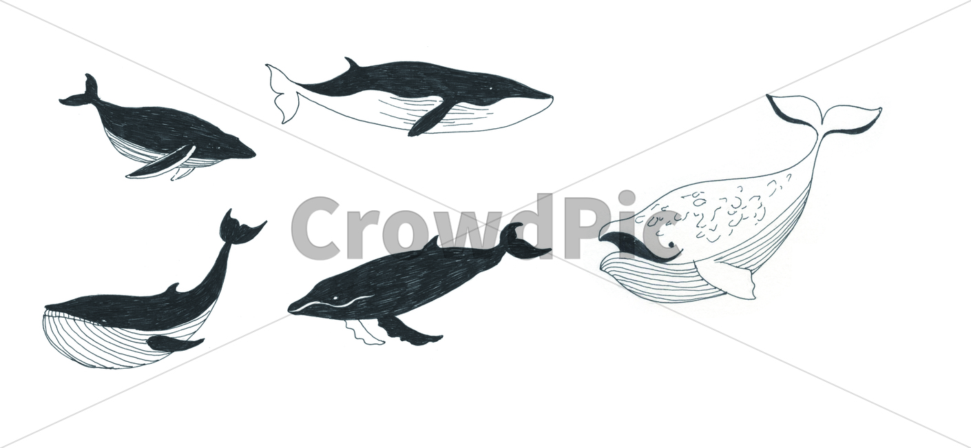 고래,whale,펜화,펜그림,고래그림