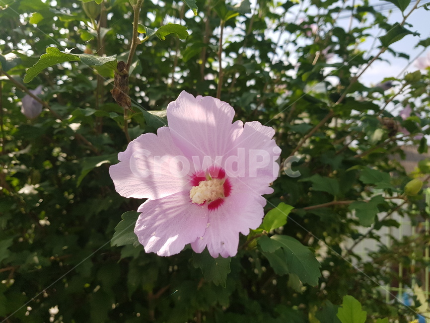무궁화,우리나라꽃,꽃,우리나라,대한민국,대한민국꽃,대표,상징,핑크색꽃,분홍꽃,무궁화꽃,식물,flower,blossom,plant