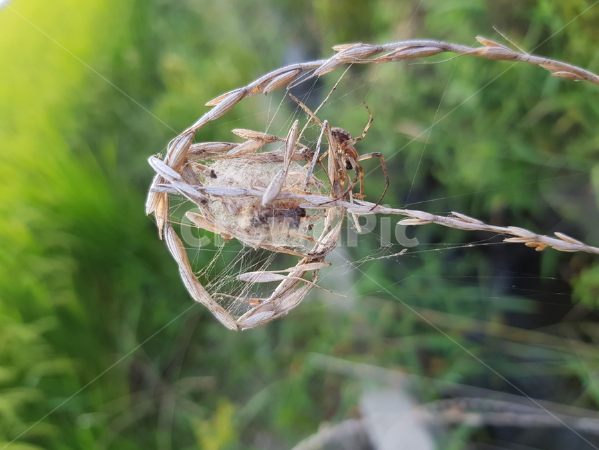 거미,자연,곤충,거미줄,논,거미집,곤충,벌레,insect,bug