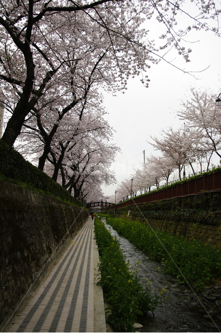 여좌천,벚꽃나무,진해,봄,꽃,식물,풍경,봄,계절,spring,season,plant