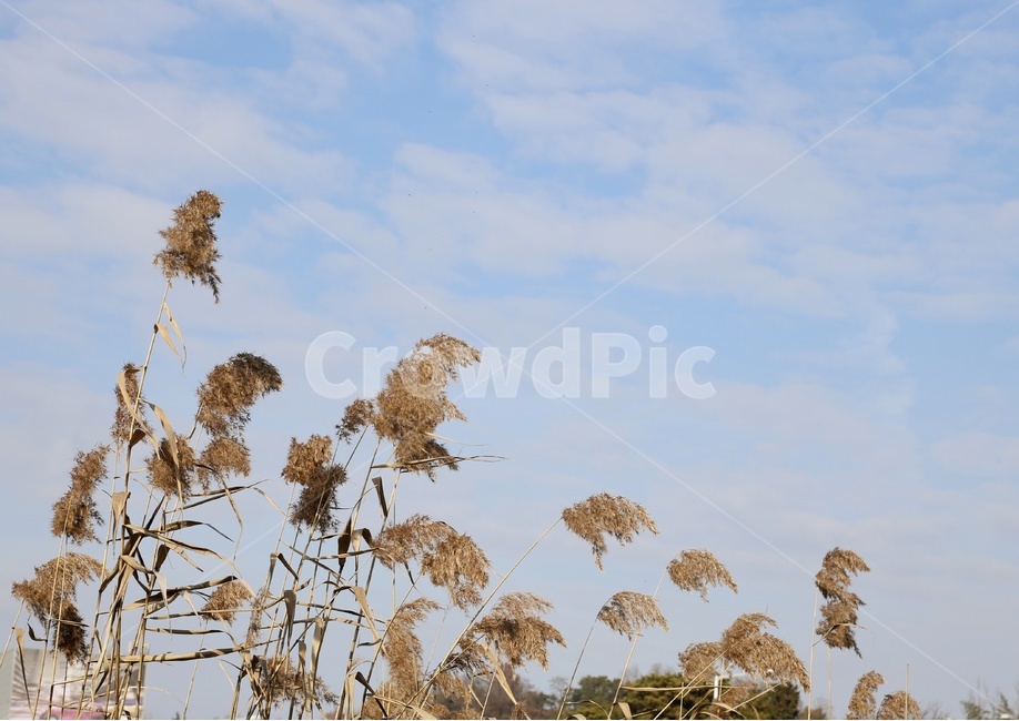 가을,풍경,하늘,색깔,계절,가을,계절,fall,autumn,season,grass,잔디,plant,식물,lawn,reed,갈대