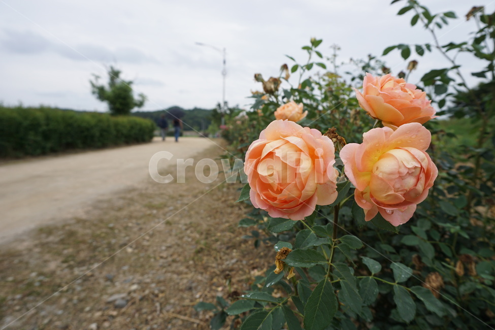 꽃,장미,들꽃,풍경,자연,식물,자연,plants,nature,꽃,flower