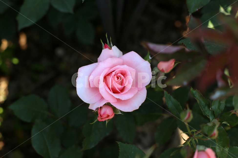 장미,꽃,rose,감성,flower