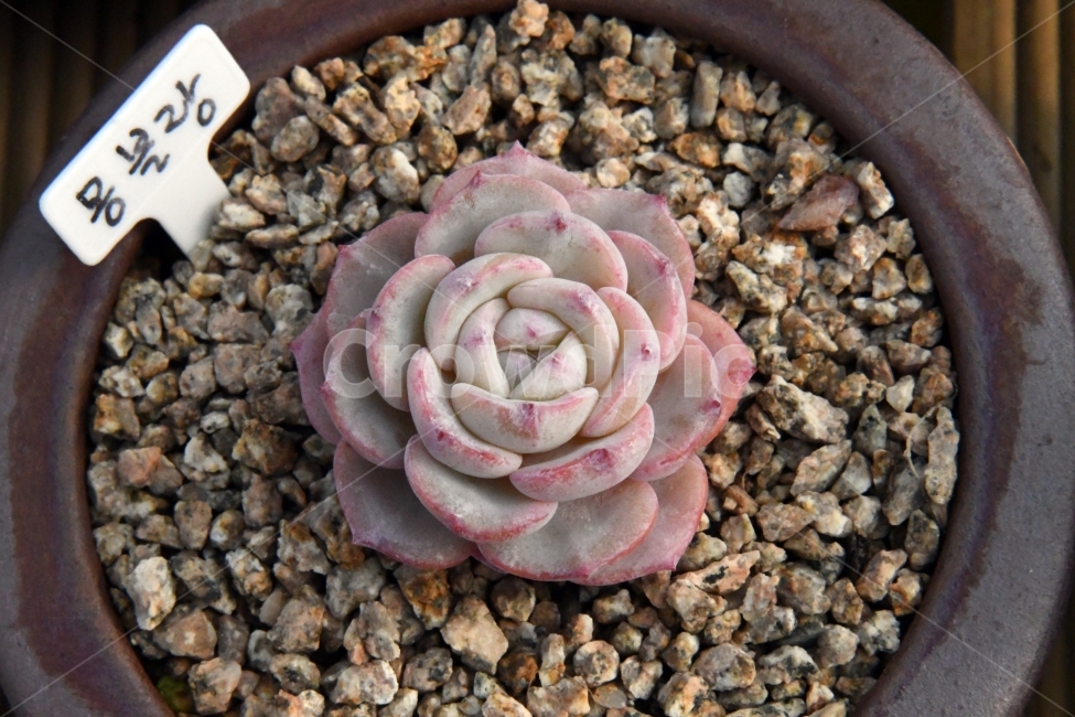 다육이,다육,다육식물,화분,식물,화초,배경,자연,plants,취미,그린,환경,키우기,아름다운,화려한,생명,생활,background,식물,자연,plants,nature