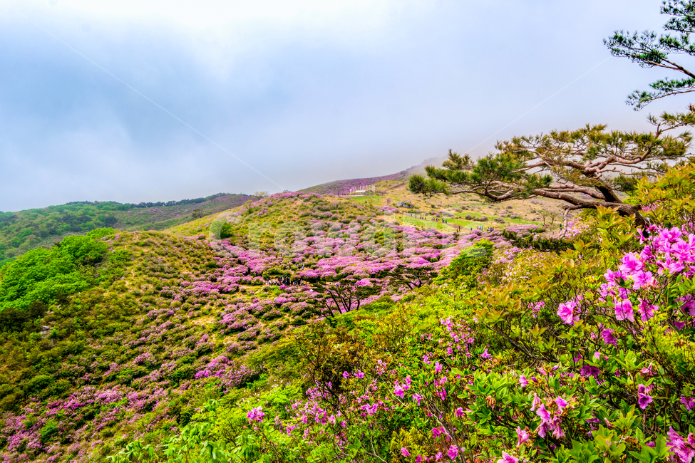 황매산,철죽,꽃,봄,산,합천군,풍경,봄,계절,spring,season,자연,풍경,nature,landscape,outdoors,옥외,grassland,목초지,field,들