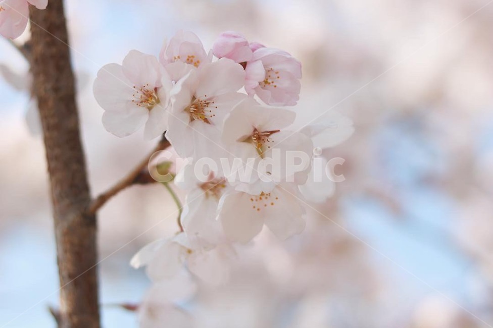 spring,cherry,Cherry Blossom,spring outing,cherryblossoms