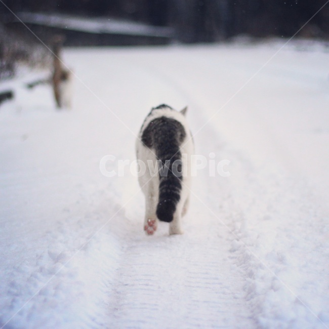 고양이,동물,cat,겨울냥,시골냥,야옹이,겨울,계절,winter,season,동물,animal,포유류,mammal,고양이,cat,kitten,kitty