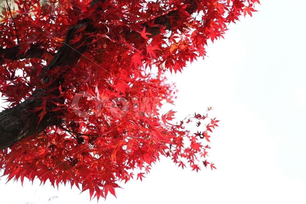 단풍,가을,가을단풍,풍경,가을풍경,가을배경,가을,계절,fall,autumn,season,식물,자연,plants,nature,나무,trees,wood,leaf,잎,plant,tree,maple
