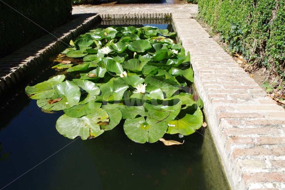 	여행,스페인,그라나다,알함브라travel,spain,grananda,alhambra,연꽃,lotus,식물,plants,식물,자연,plants,nature