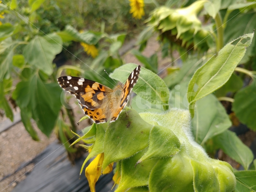 나비,표범나비,암끝검은표범나비,곤충,풍경,꽃과나비,동물,animal,곤충,벌레,insect,bug