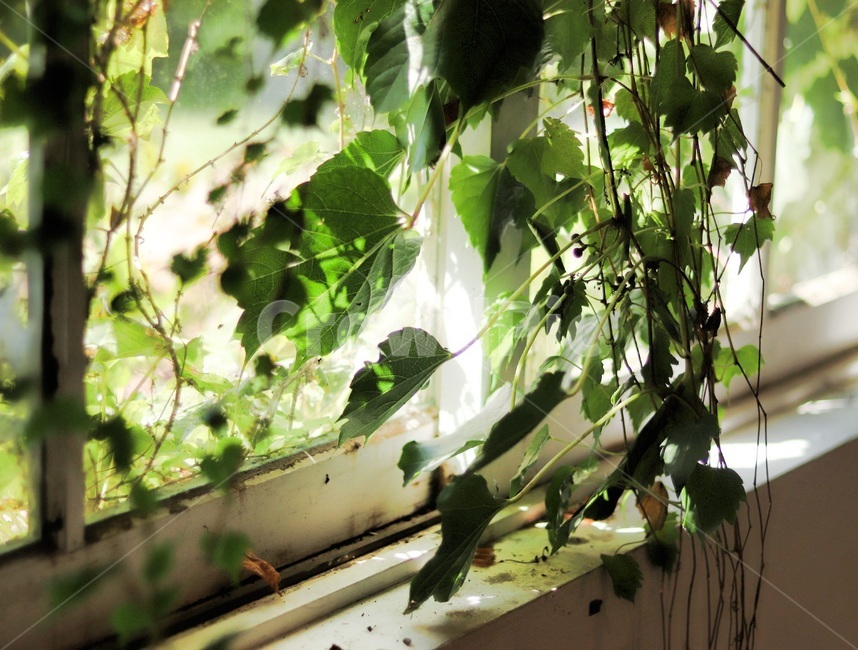 넝쿨,빛,가을빛,감성,초록,창,창틈,식물,자연,plants,nature,감성,sensible,feeling
