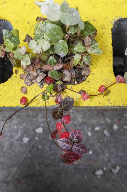 잎,자연,식물,화단,color,nature,attention,plants