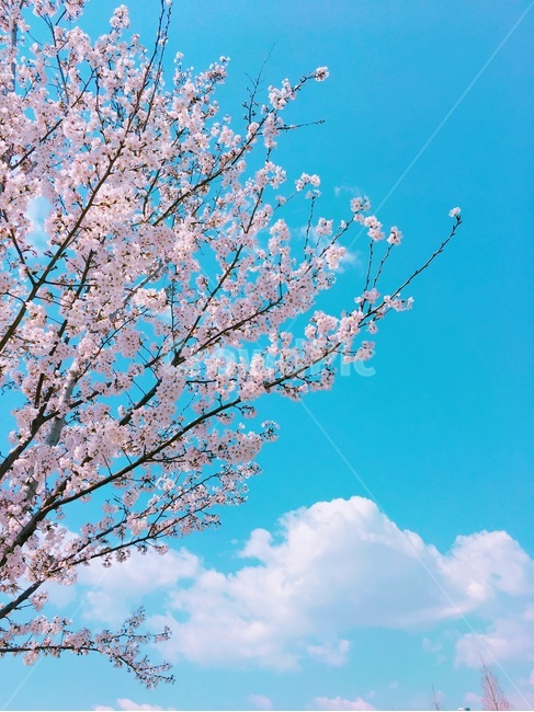 벚꽃,감성,봄,꽃,하늘