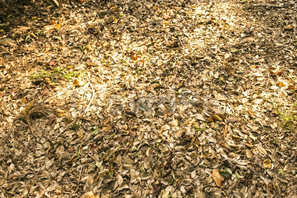 가을,낙엽,단풍,자연,감성,감성사진,치마,fall,autumn,제주,제주도,빛,노랑,브라운,갈색,바람,햇살,sunshine,바닥,풍경,가을,계절,fall,autumn,season,감성,sensible,feeling,ground