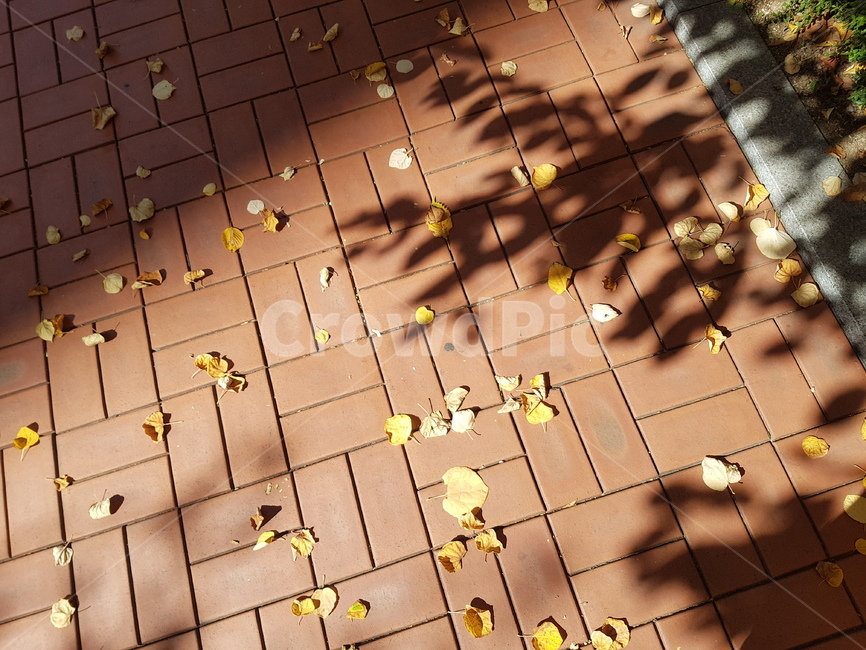 가을,낙엽,햇살,그림자,은행잎,가을,계절,fall,autumn,season