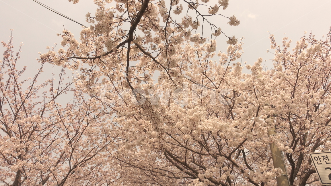 삼락강변,벚꽃,봄풍경,봄꽃,꽃,봄,계절,spring,season,자연,풍경,nature,landscape,plant,식물,cherry blossom,flower,blossom