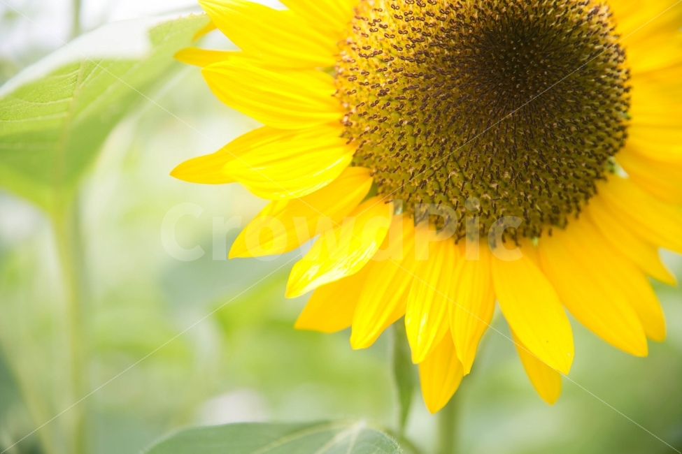 해바라기,꽃,여름,설렘,기억,추억,여름,계절,summer,season,식물,자연,plants,nature,꽃,flower,감성,sensible,feeling,색깔,색상,색채,색감,color sense,color sensitivity,feeling of color,plant,blossom
