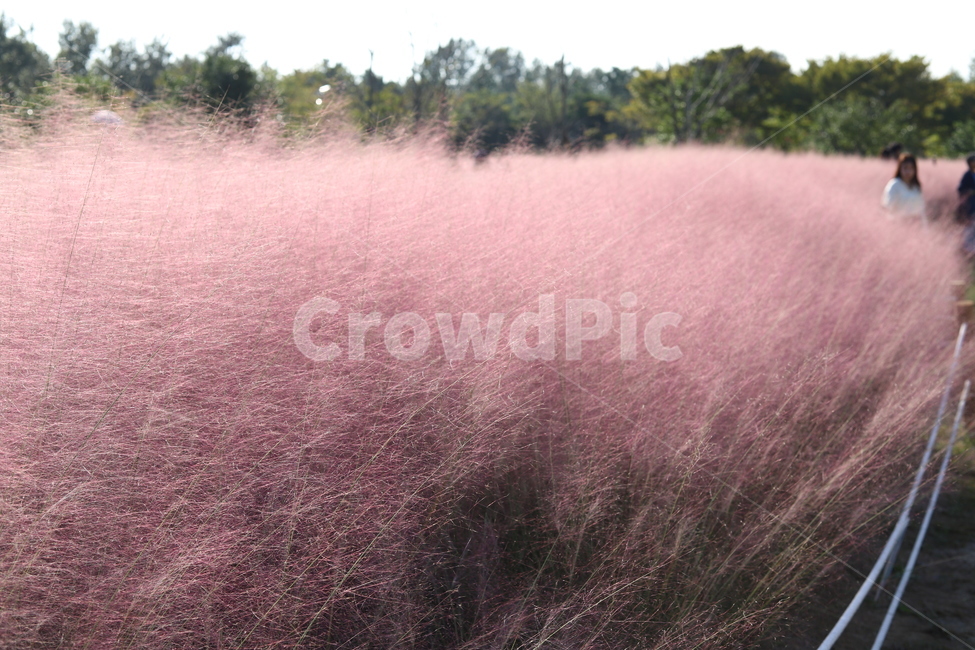 핑크뮬리,가을핑크뮬리,부산핑크뮬리,을숙도핑크뮬리,pinkmuhlygrass