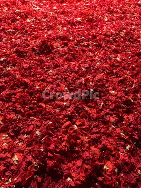 blossom,잎,꽃잎,꽃,plant,식물,빨갈,빨강