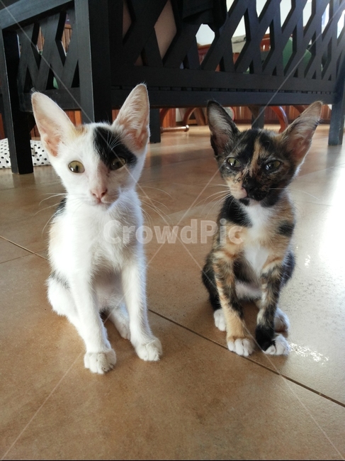 고양이,고양이자매,아기고양이,반려묘,cat