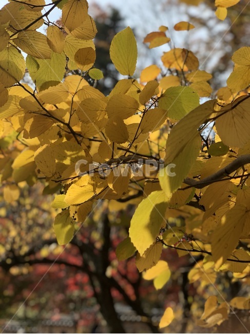가을,낙엽,단풍,산,풍경,plant,식물,leaf,잎,tree,나무