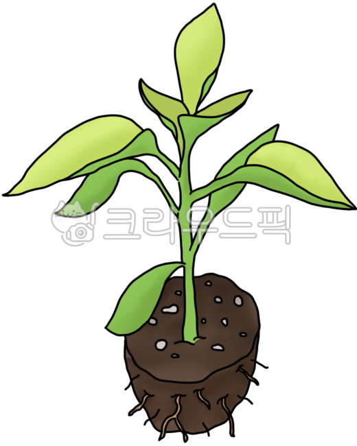 고추,고추모종,모종,식물,텃밭,농사,모종심기,청양고추모종