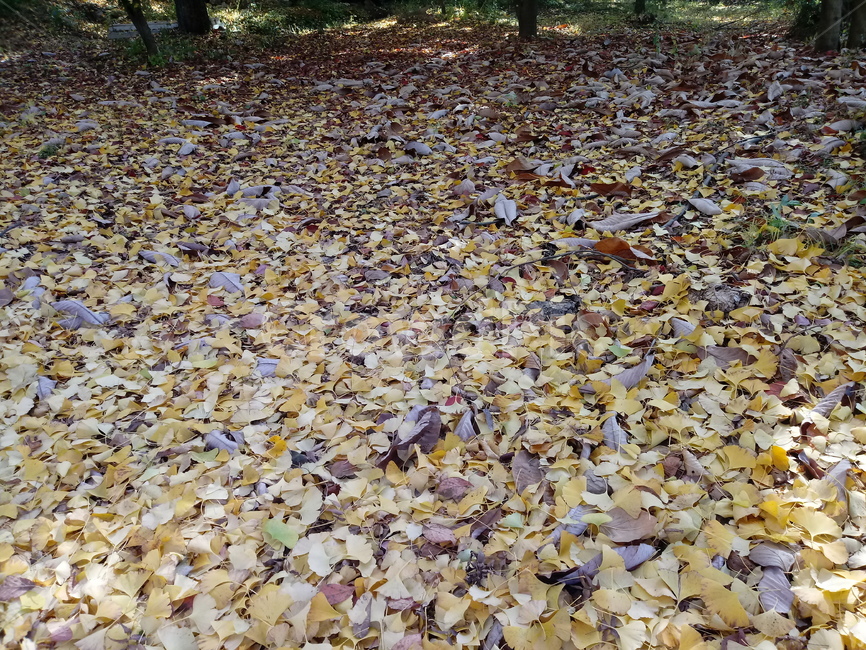 도로,길,등산로,산책로,road,가을,단풍,낙엽,계절,가을,계절,fall,autumn,season,ground,바닥,leaf,잎,plant,식물