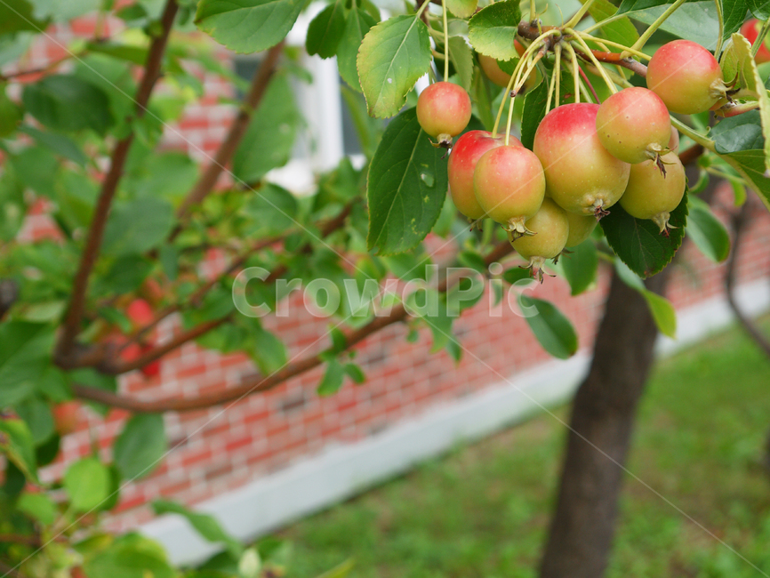agriculture,apple,apples,autumn,background,botany,delicious,edible,fall,farm,food,fresh,fruit,garden,gardening,green,harvest,health,healthy,leaf,life,little,natural,nature,organic,red,redapple,ripe,sapling,small,smallapple,spongegourd,tree,vegetarian,vitamin,사과,작은사과,과일,잘익은,가을,과일,열매,fruit