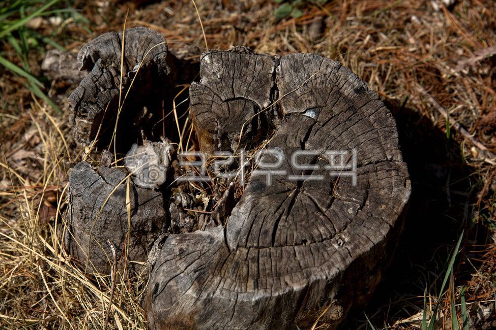 annual zone,old tree,stub,tree,felling,treestump